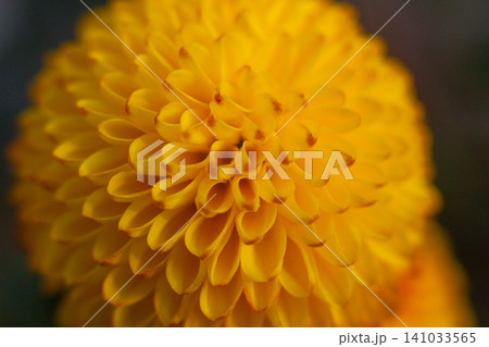 close up of a beautiful yellow chrysanthemum flower in the garden close up of a beautiful yellow chrysanthemum flower in the garden 141033565