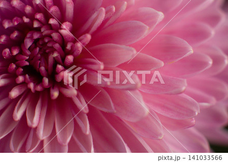 close up of a beautiful pink chrysanthemum flower in the garden close up of a beautiful pink chrysanthemum flower in the garden 141033566