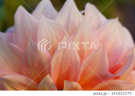 close up of a beautiful Dahlias flower in the garden close up of a beautiful Dahlias flower in the garden 141033575