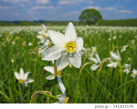 close-up of white narcissus flowers on the field close-up of white narcissus flowers on the field 141033576