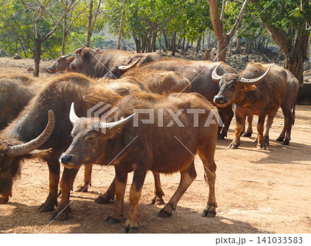 a herd of buffalo lives in the reserve a herd of buffalo lives in the reserve 141033583