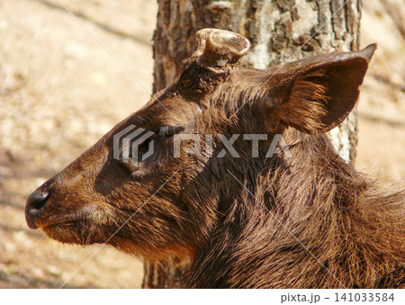 close-up of the head of a beautiful deer close-up of the head of a beautiful deer 141033584