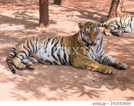 a beautiful big tiger is resting and walking around the zoo 141033609