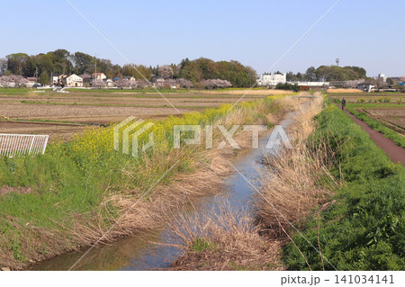 春の伊奈町ジョギングロード(埼玉県北足立郡伊奈町) 春の伊奈町ジョギングロード(埼玉県北足立郡伊奈町) 141034141