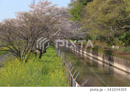春の見沼代用水:緑のヘルシーロード(埼玉県蓮田市) 春の見沼代用水:緑のヘルシーロード(埼玉県蓮田市) 141034305