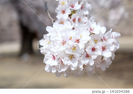 優しく咲く桜の花 房の接写 優しく咲く桜の花 房の接写 141034386