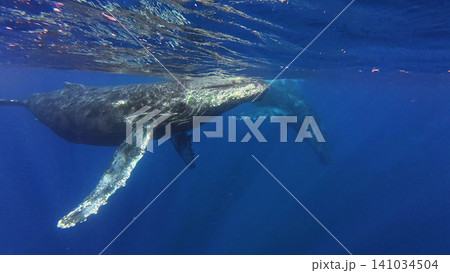ザトウクジラの横顔 141034504