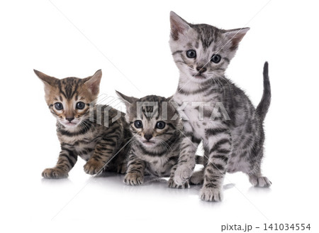 bengal kitten in studio 141034554