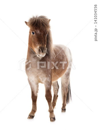 Falabella miniature horse Falabella miniature horse 141034556