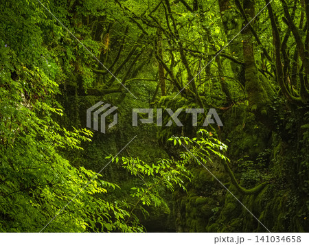 lush forest thicket with a predominance of bright green shades. Trees and rocky formations in Georgia. lush forest thicket with a predominance of bright green shades. Trees and rocky formations in Georgia. 141034658