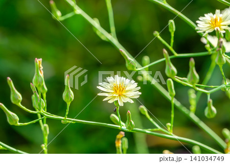 小さな花を咲かせた植物のクローズアップ 小さな花を咲かせた植物のクローズアップ 141034749