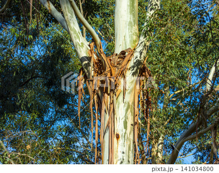 Fallen tree bark lodged in branches on a tall tree in the Blue Mountains 141034800