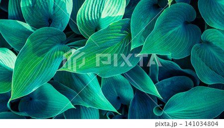 Lush teal hosta leaves layered in natural pattern. Bold veined foliage forming an organic green design. Striking botanical texture for wall art background design Lush teal hosta leaves layered in natural pattern. Bold veined foliage forming an organic green design. Striking botanical texture for wall art background design 141034804