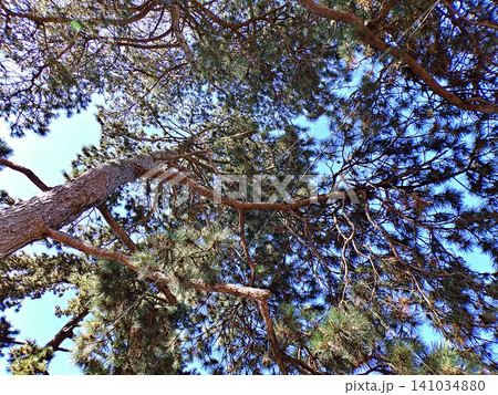 Scots Pine [Pinus sylvestris] Canopy. 141034880