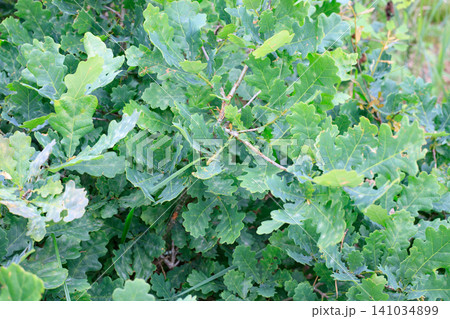 Fresh green oak leaves on a young tree. Vibrant oak foliage background with detailed leaf texture, organic forest flora, Fresh green oak leaves on a young tree. Vibrant oak foliage background with detailed leaf texture, organic forest flora, 141034899