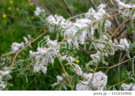 Blooming willow branches with delicate, fluffy white flowers and fresh foliage. Spring growth and plant texture in a natural garden or park setting. Blooming willow branches with delicate, fluffy white flowers and fresh foliage. Spring growth and plant texture in a natural garden or park setting. 141034906