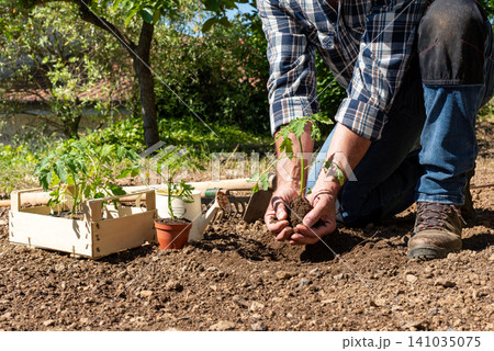 Planting tomato seedlings in the ground by hand. Agriculture. Planting tomato seedlings in the ground by hand. Agriculture. 141035075