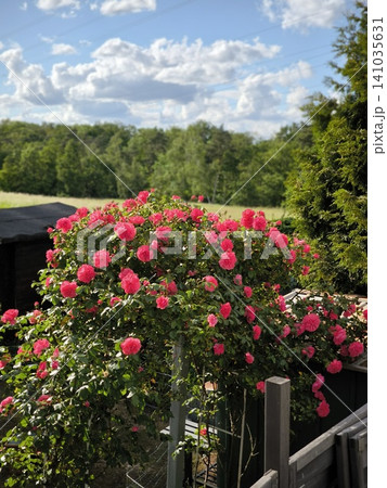 A huge, blooming pink climbing rose bush in the garden of a country house. 141035631