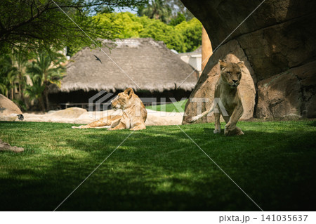 Lionesses Resting in the Shade on a Sunny Day Lionesses Resting in the Shade on a Sunny Day 141035637