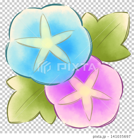 朝顔のイラスト 朝顔のイラスト 141035697