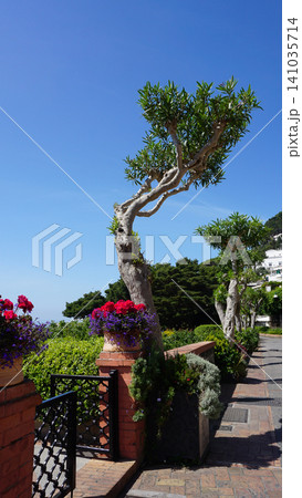 Beautiful public garden in Capri island - Giardini di Augusto Beautiful public garden in Capri island - Giardini di Augusto 141035714