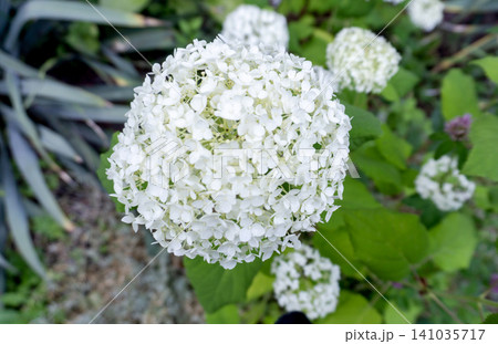 Hydrangea arborescens Candybelle Lollypop Bubblegum flowers in garden 141035717