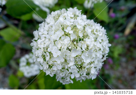 Hydrangea arborescens Candybelle Lollypop Bubblegum flowers in garden Hydrangea arborescens Candybelle Lollypop Bubblegum flowers in garden 141035718
