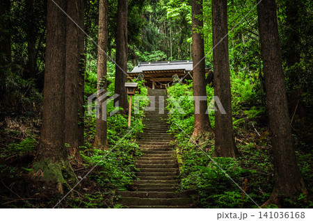杉木立の奥へと続く参道と石段が神秘的な白山神社 杉木立の奥へと続く参道と石段が神秘的な白山神社 141036168