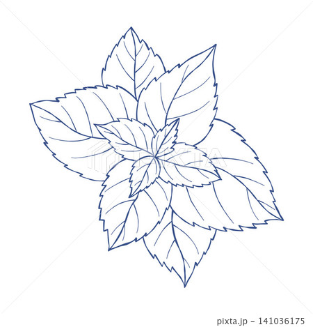 Mint Leaf Hand Drawn. Peppermint Sprig Botanical Sketch. Blue Line Art. Fresh Basil or Menthol Herb. Isolated Vector Illustration. Mint Leaf Hand Drawn. Peppermint Sprig Botanical Sketch. Blue Line Art. Fresh Basil or Menthol Herb. Isolated Vector Illustration. 141036175