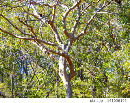 A Gum Tree with no leaves in a forest in the Blue Mountains A Gum Tree with no leaves in a forest in the Blue Mountains 141036195