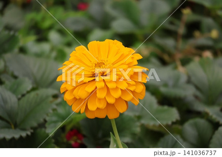 黄色の花びらのジニアの花のアップの風景 黄色の花びらのジニアの花のアップの風景 141036737