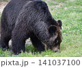 餌を探すくま 141037100