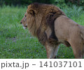 遠くを見つめるライオン 141037101