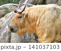 堂々としたゴールデンターキー 141037103
