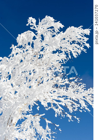 青空を背景に真っ白な樹氷が輝く、冬の自然の美しさ 青空を背景に真っ白な樹氷が輝く、冬の自然の美しさ 141037270
