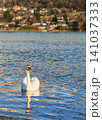 White mute swan 141037333