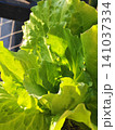 Close-up of Fresh green lettuce leaves 141037334