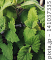 Close-up of Fresh catnip leaves 141037335