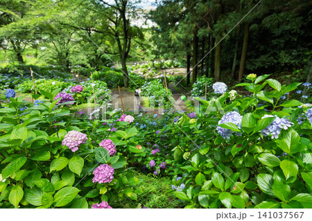 小野池あじさい公園 群馬県渋川市 小野池あじさい公園 群馬県渋川市 141037567