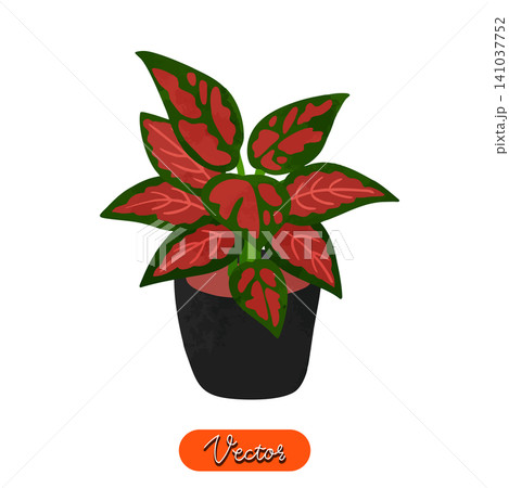 アグラオネマ・ビューティーの鉢植え 水彩風手描きベクターイラスト アグラオネマ・ビューティーの鉢植え 水彩風手描きベクターイラスト 141037752