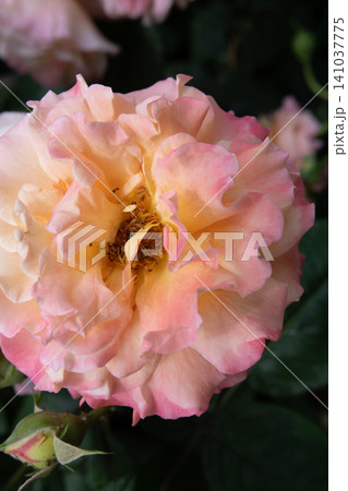amazing pink-apricot color peony type rose Augusta Luise sort blossoming at sunny day. macro amazing pink-apricot color peony type rose Augusta Luise sort blossoming at sunny day. macro 141037775