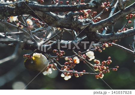 春、芽吹く#2 春、芽吹く#2 141037828