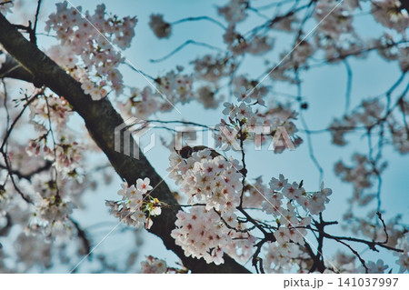 春、芽吹く#94 141037997