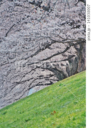 春、芽吹く#104 春、芽吹く#104 141038007