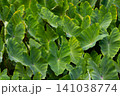 クワズイモ クワズイモ 141038774