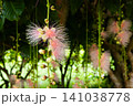 サガリバナ サガリバナ 141038778