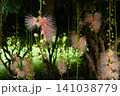 サガリバナ サガリバナ 141038779