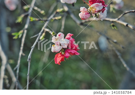 春、芽吹く#118 春、芽吹く#118 141038784