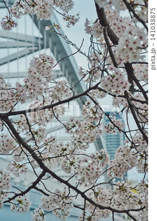 春、芽吹く#156 141038875