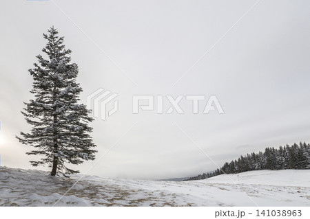 Winter landscape. Tall pine tree alone on mountain slope on cold sunny day on copy space background of blue sky and spruce forest. 141038963